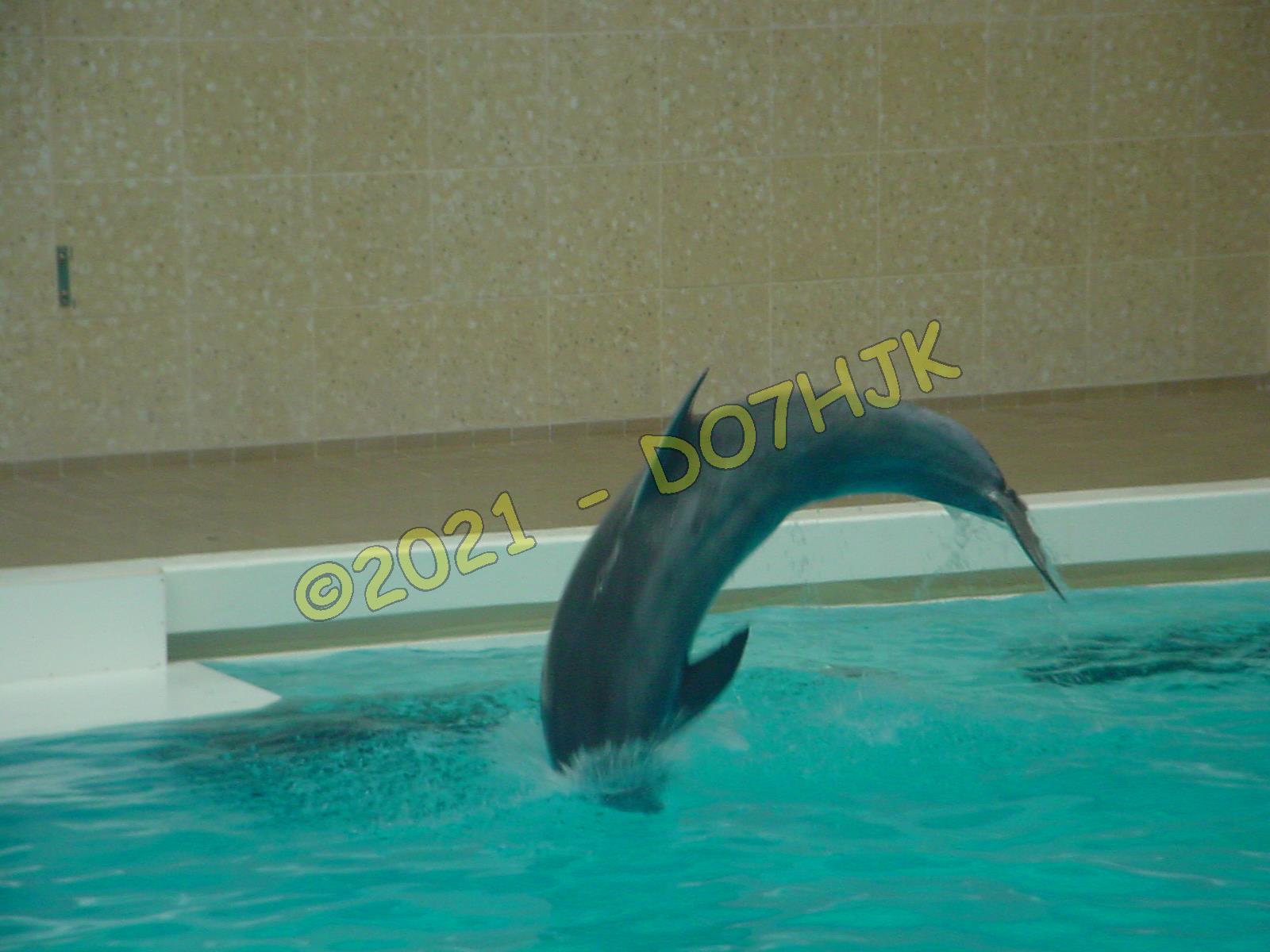 Delfinarium